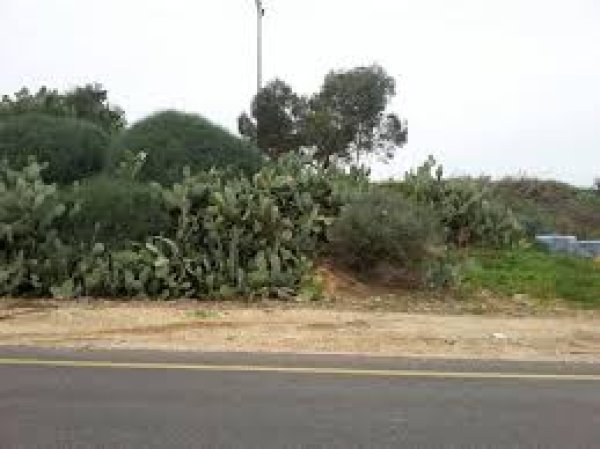 قرية السافرية