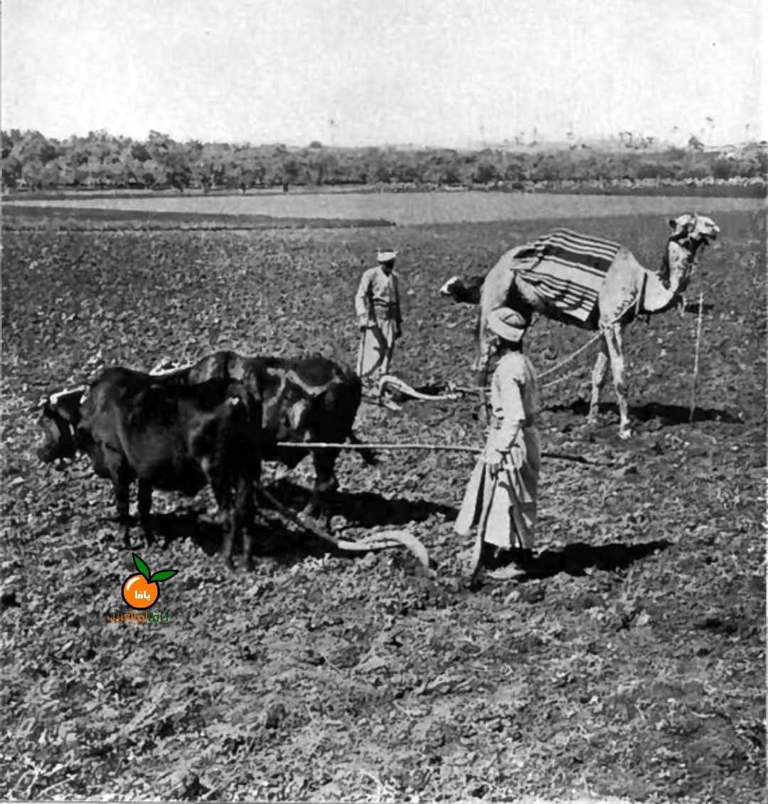 قرية السافرية / يافا