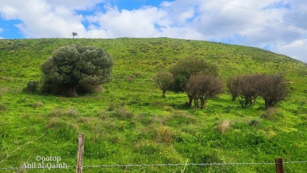  | موسوعة القرى الفلسطينية