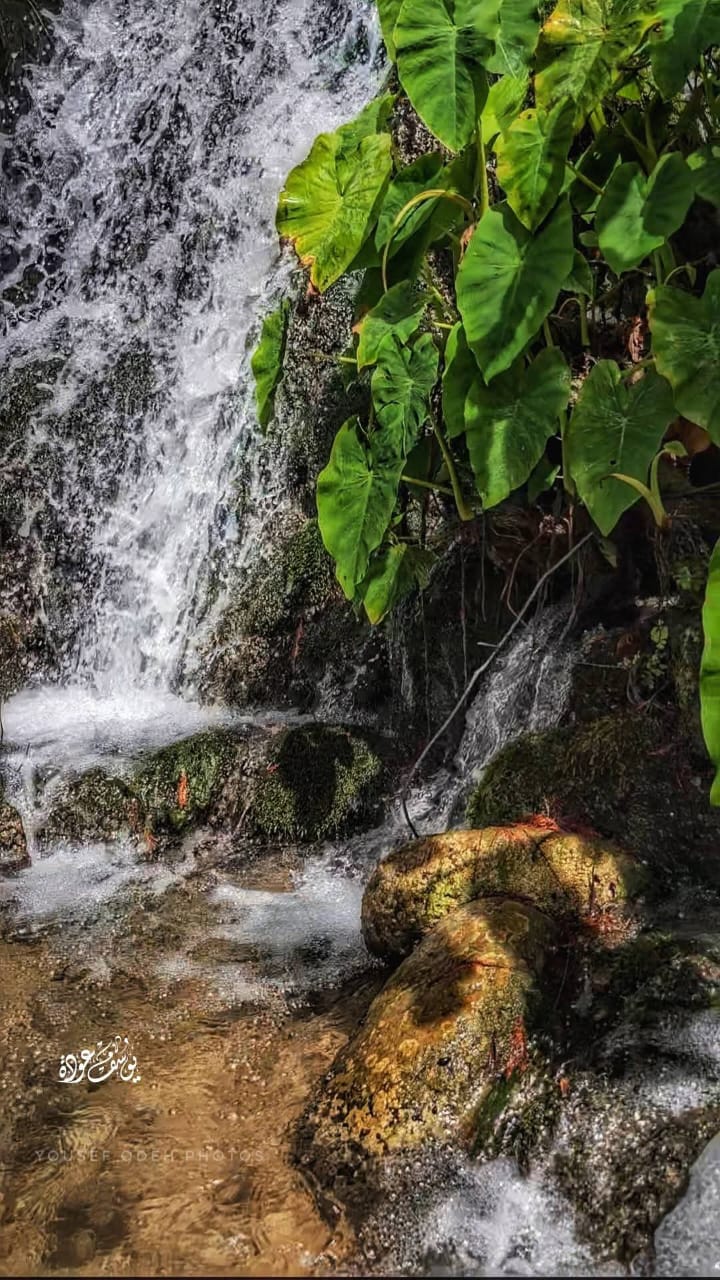  | موسوعة القرى الفلسطينية