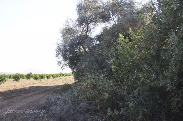  | موسوعة القرى الفلسطينية