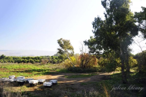  | موسوعة القرى الفلسطينية