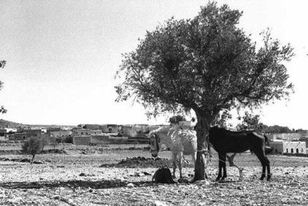  | موسوعة القرى الفلسطينية