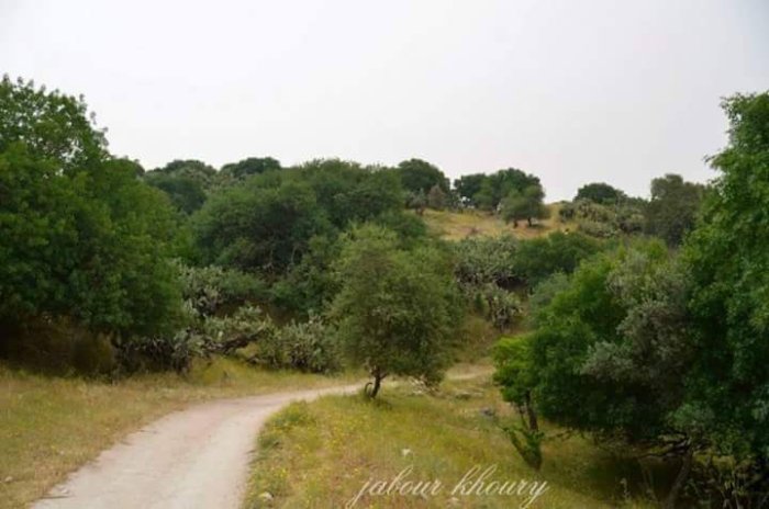 دِيُشومْ/ أهلها من أصول جزائرية  | موسوعة القرى الفلسطينية