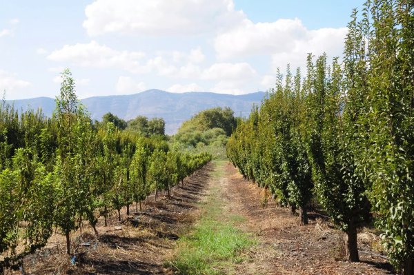  | موسوعة القرى الفلسطينية