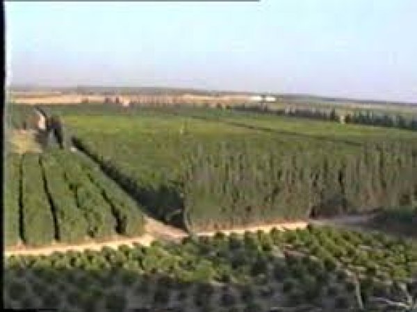 سهول عراق المنشية