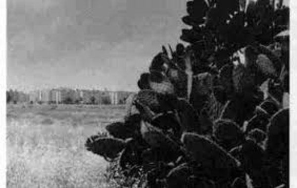 شجرة الصبر شاهدة على صبر عراق المنشية