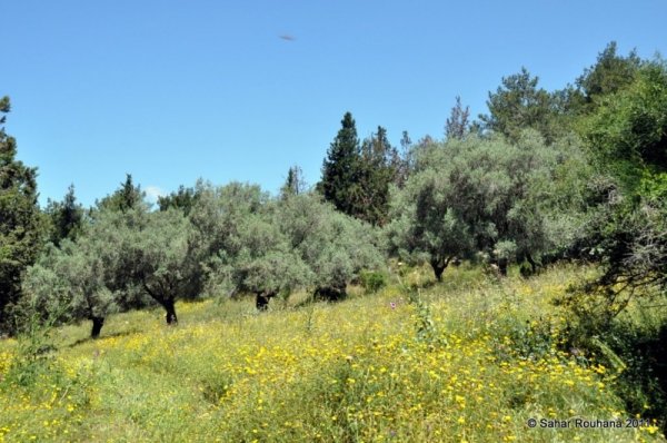  | موسوعة القرى الفلسطينية