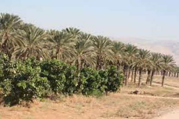 قرية البطاني الشرقي