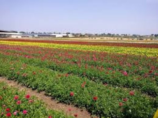 قرية البطاني الشرقي