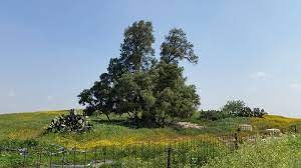 قرية البطاني الغربي المدمرة