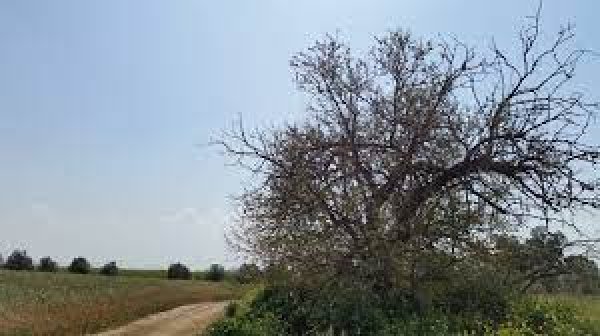 قرية البطاني الغربي المدمرة