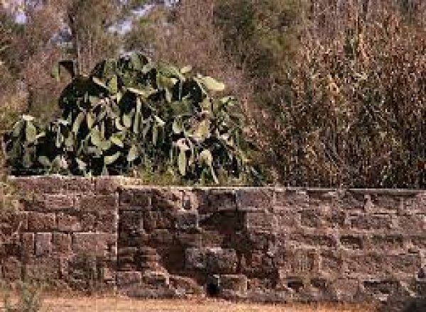 شجرة الصبر في قرية الجورة