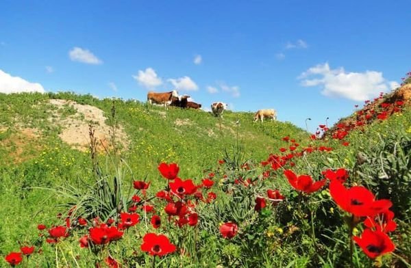  | موسوعة القرى الفلسطينية