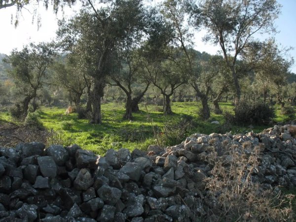  | موسوعة القرى الفلسطينية