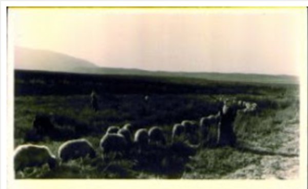 قرية أبوشوشة-حيفا قبل النكبة