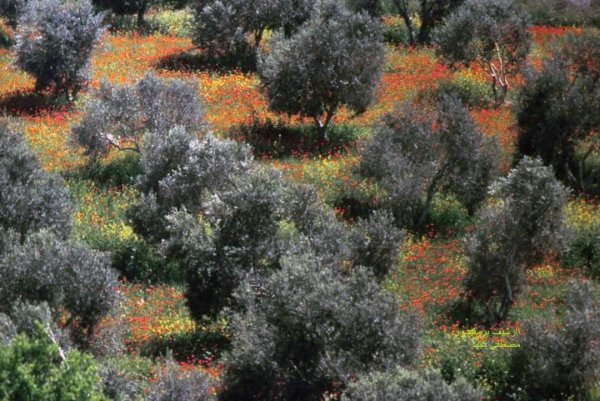 كرم زيتون في قرية أم القطف