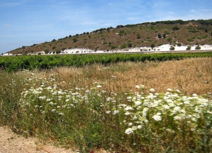 بُرَيْكَة/ البريكة /  السِنْدِيَانَات/ قرى الروحة  | موسوعة القرى الفلسطينية