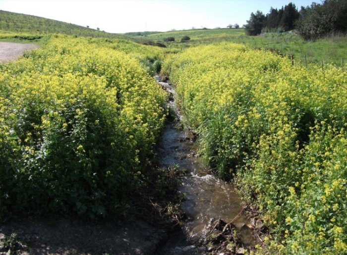 البُطَيْمَاتْ/ قرى الروحة  | موسوعة القرى الفلسطينية