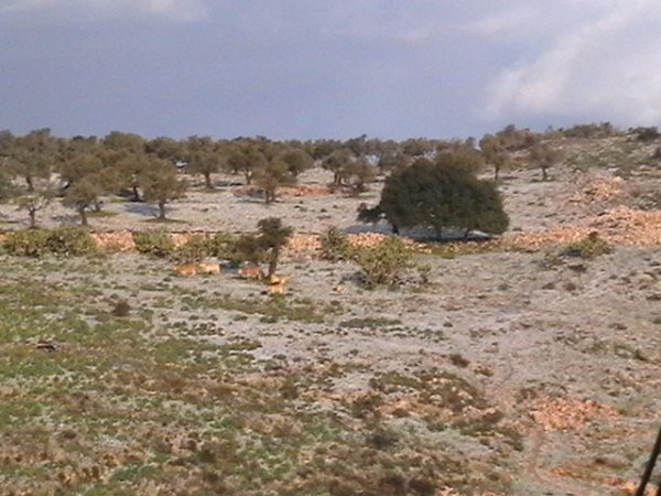 أراضي القرية