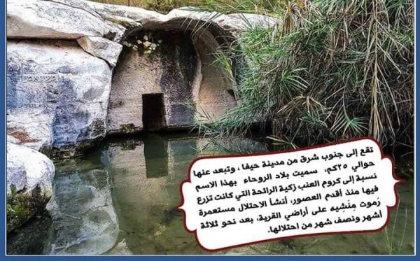 قرية دالية الروحة