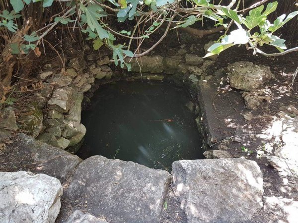 قرية دالية الروحة