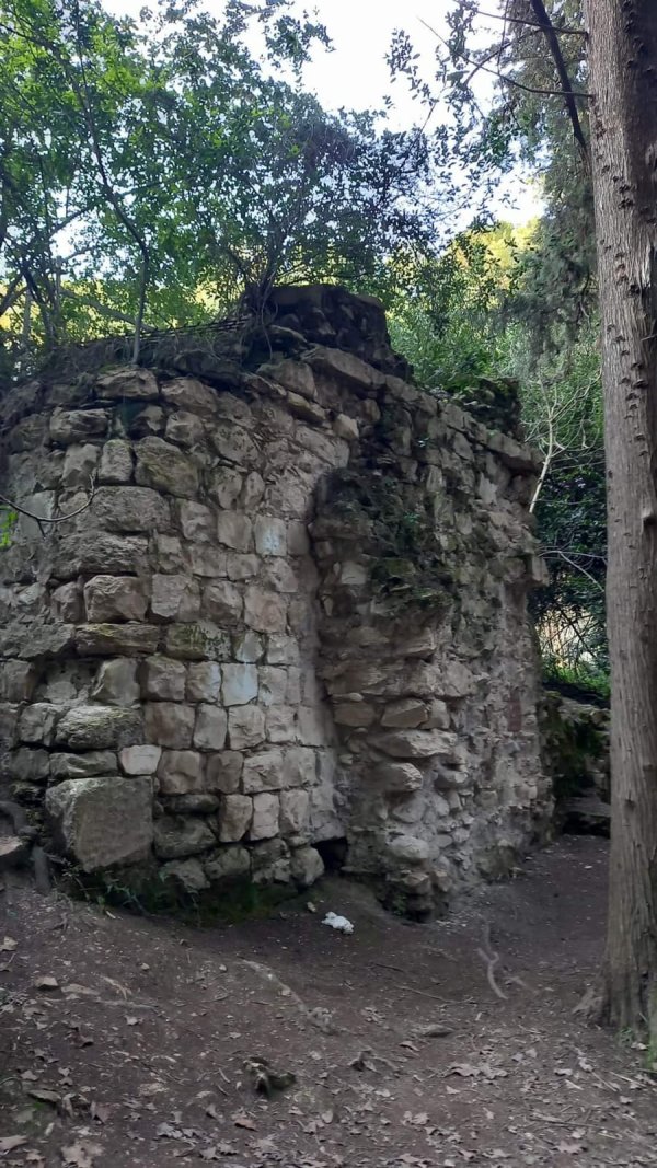 قرية دالية الروحة