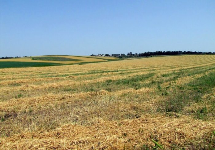 دالية الرَّوحاء/ قرى الروحة  | موسوعة القرى الفلسطينية