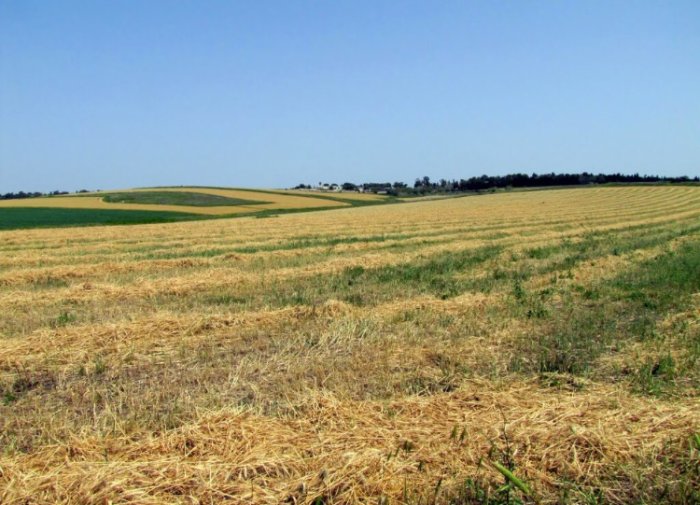 الرِّيحَانِيَّة/ قرى الروحة  | موسوعة القرى الفلسطينية