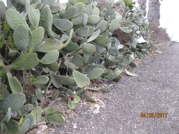 الصبار في قرية السنديانة