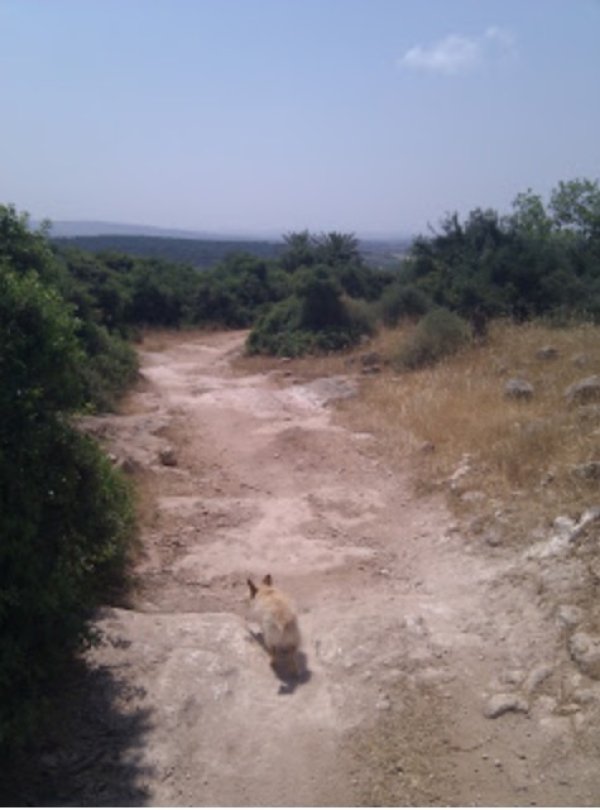 الطريق لقرية السنديانة