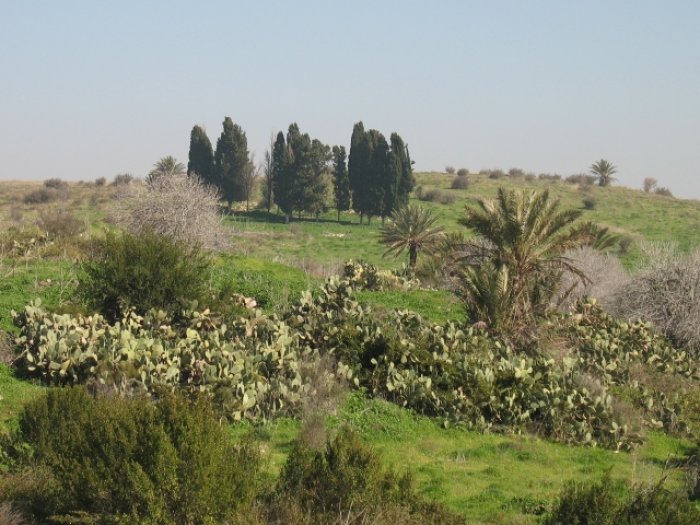 صَبَّارِيْن/ قرى الروحة  | موسوعة القرى الفلسطينية