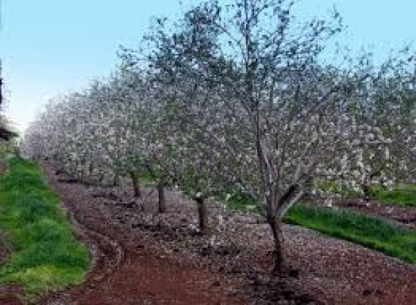 قرية الطيرة / طيرة المرج، طيرة الزعبية