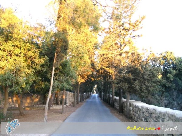 أحد شوارع القرية