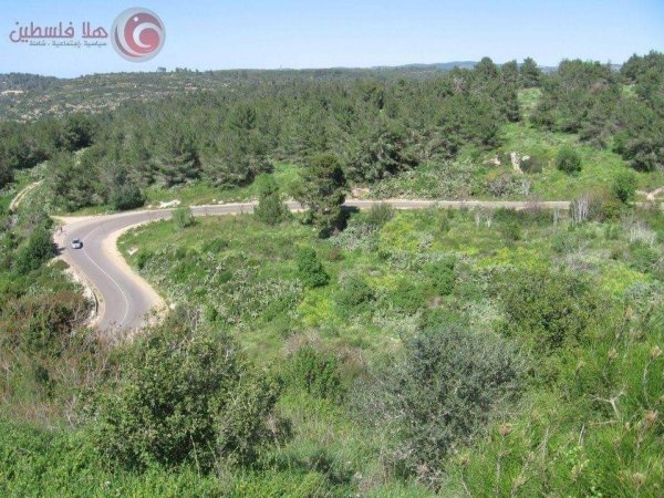 قرية عين غزال