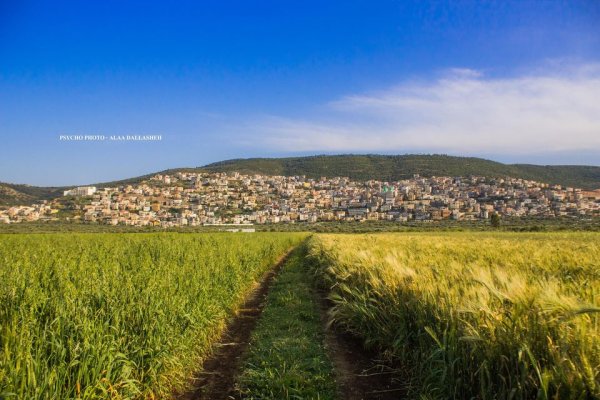 زراعة القمح باراضي القرية