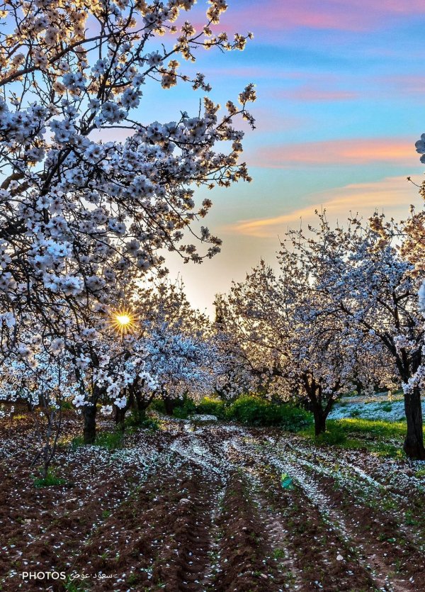  | موسوعة القرى الفلسطينية