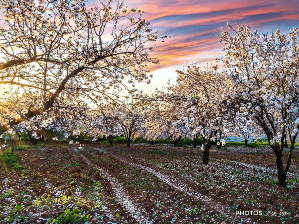  | موسوعة القرى الفلسطينية