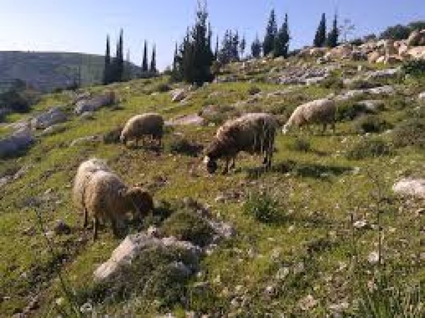  | موسوعة القرى الفلسطينية