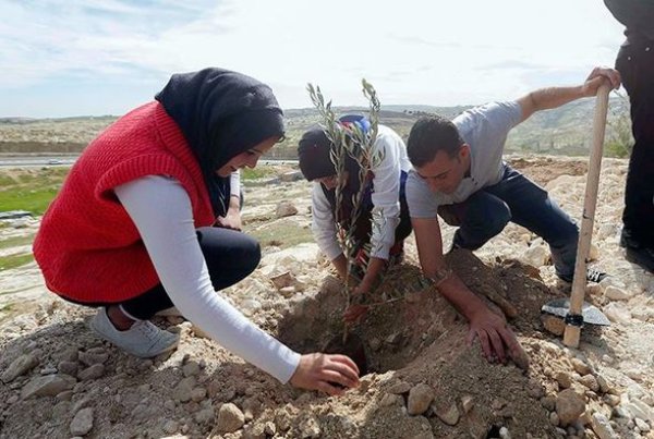 زراعة الزيتون في أبو ديس