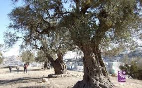 قرية النبي صَمويل