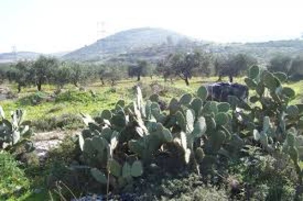 مجد الكروم / عكا