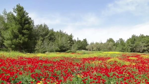  | موسوعة القرى الفلسطينية