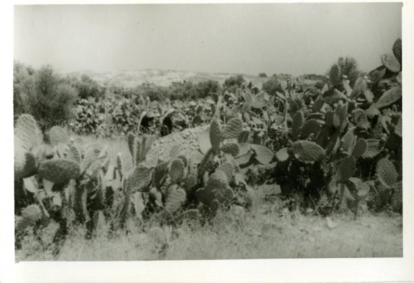 قرية دير طريف