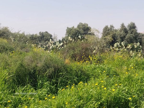  | موسوعة القرى الفلسطينية