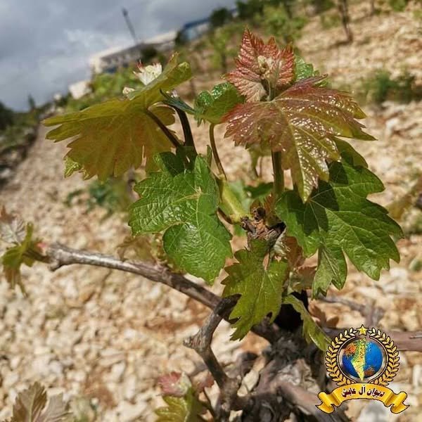  | موسوعة القرى الفلسطينية