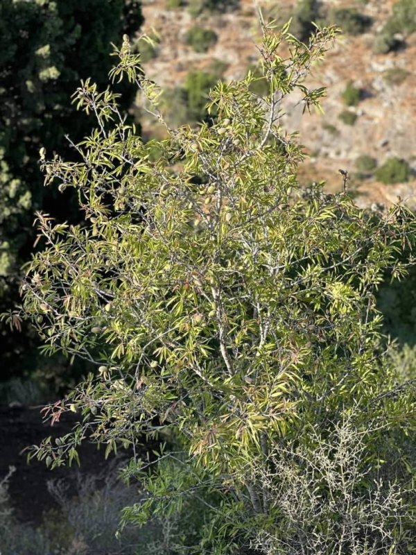  | موسوعة القرى الفلسطينية