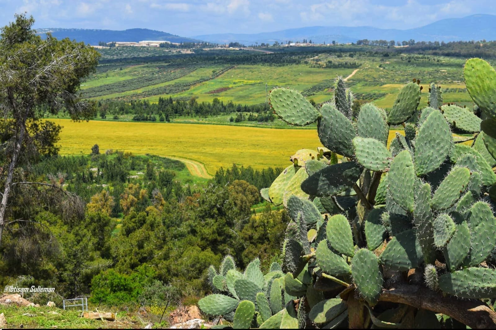 من أراضي قرية لوبيا بعدسة ابتسام سليمان