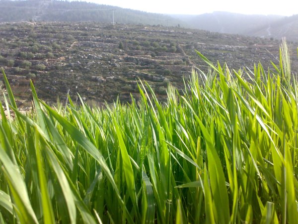  | موسوعة القرى الفلسطينية