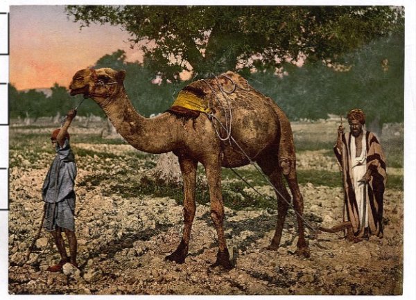 صورة لقرية زرعين قبل النكبة